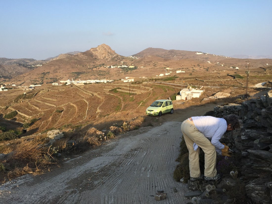 Collecting thyme in the wind